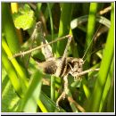 Pholidoptera griseoaptera - Strauchschrecke m06.jpg